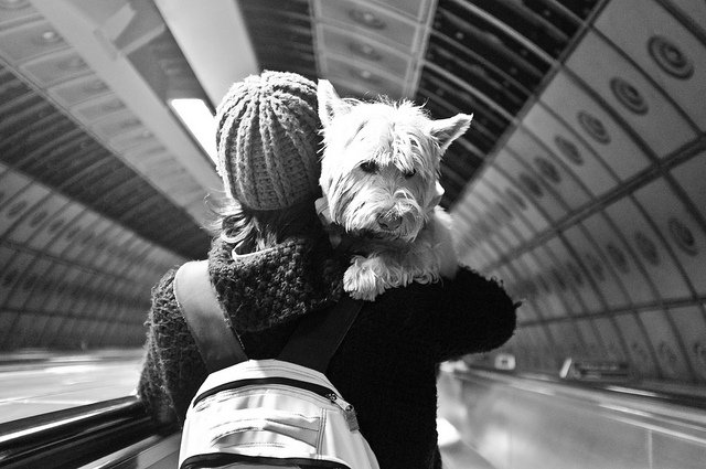 Travel With Pets - A Travel Guide, YOEXPLORE