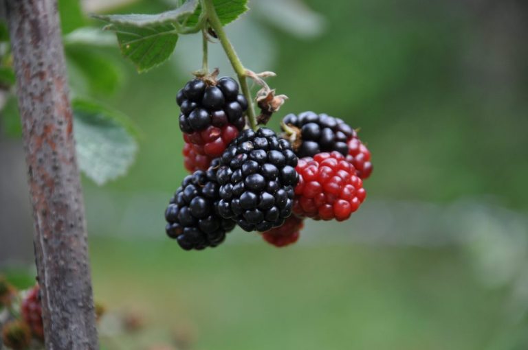 Buah Langka Di Indonesia Ada Yang Menarik Pernah Coba