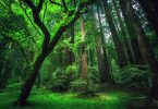 makanan di hutan - YOEXPLORE.co.id