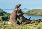 wisata taman nasional komodo - Panduan Traveling YoExplore