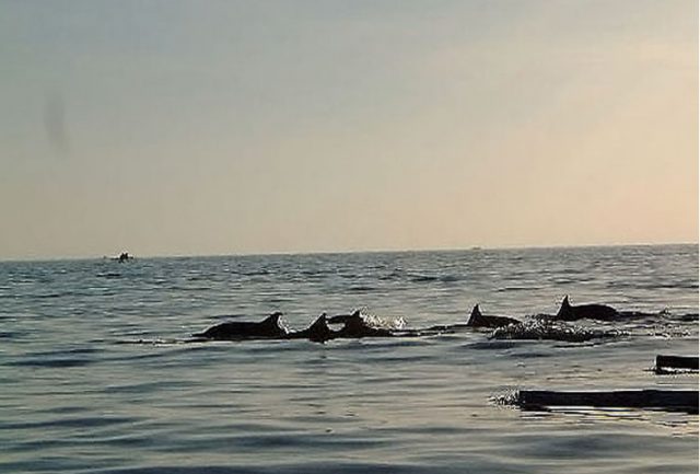 snorkeling di lovina - panduan traveling di bali, yoexplore - yoexplore