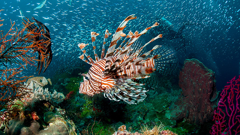 taman laut di Sulawesi - panduan liburan di sulawesi - yoexplore