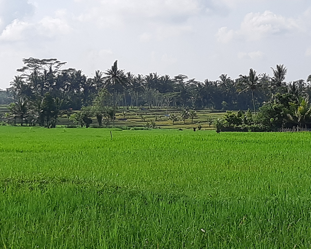 Rice Field - Onje Villa Ubud