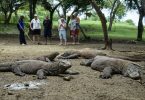 penutupan pulau komodo - yoexplore, liburan keluarga - yoexplore.co.id