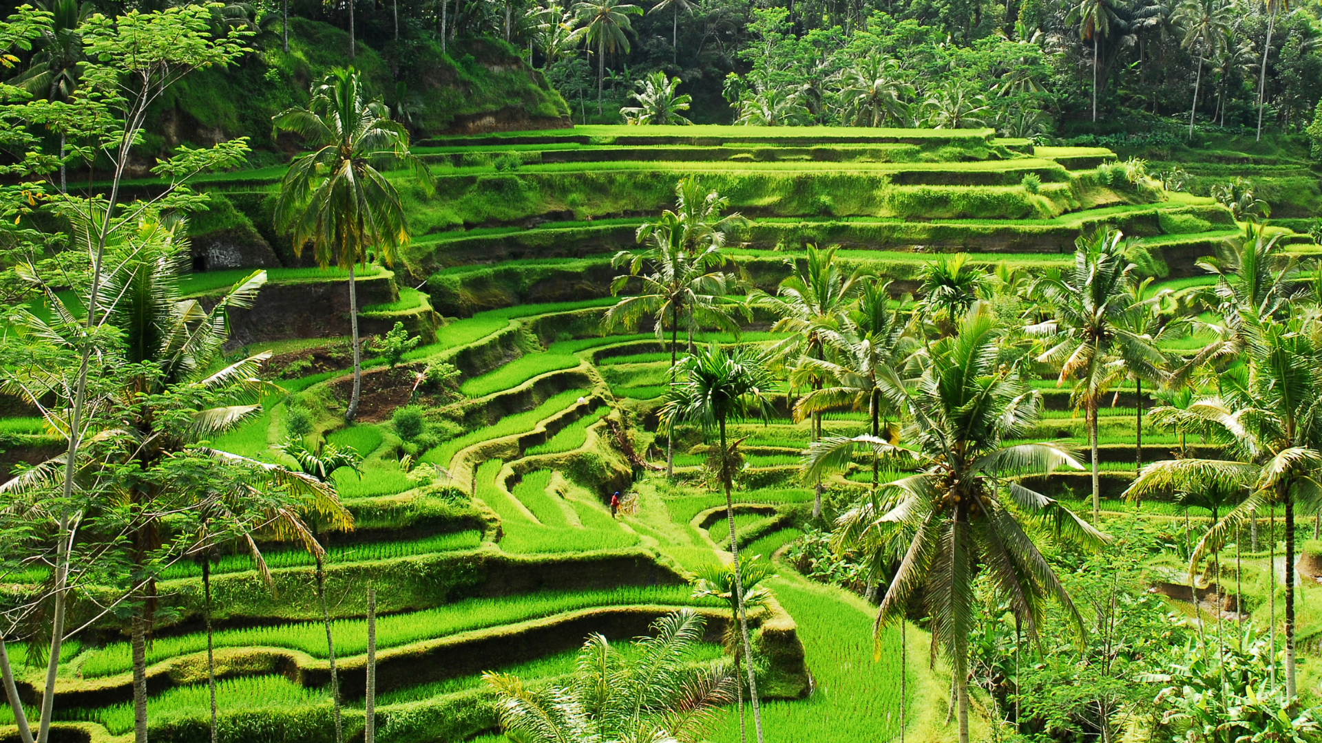 Itinerary Bali 7 Days