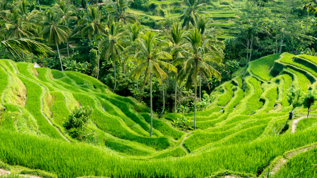 Ubud